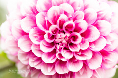 町田ダリア園シリーズ②