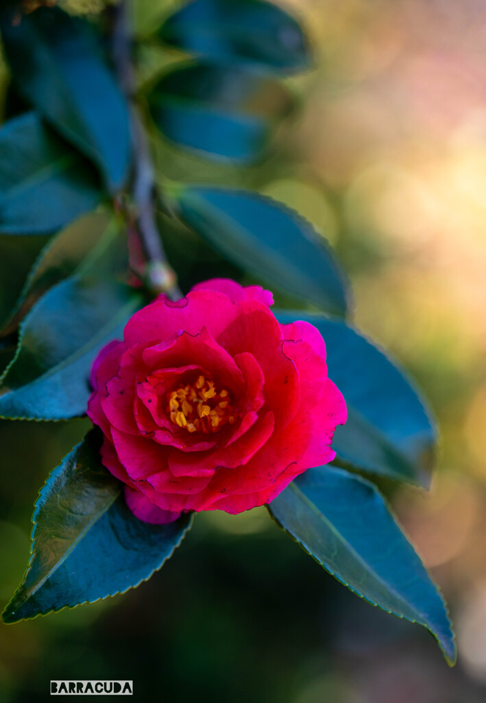 こども植物園草花シリーズ②　椿