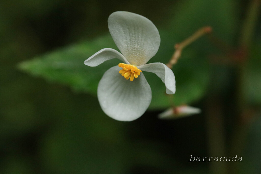 (蔵出し）3年前の