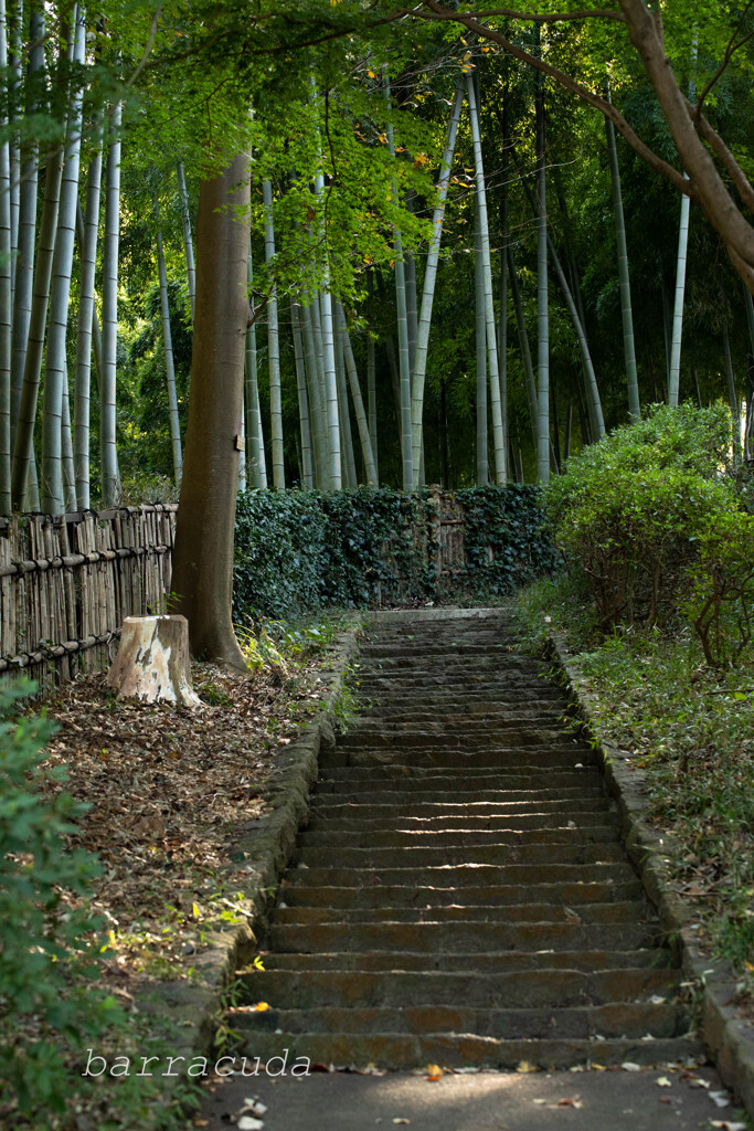 階段と竹林