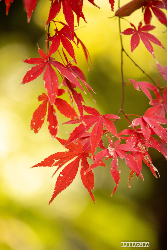 最後の紅葉・三渓園④