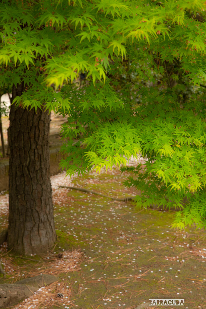 三渓園と根岸森林公園②