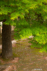 三渓園と根岸森林公園②