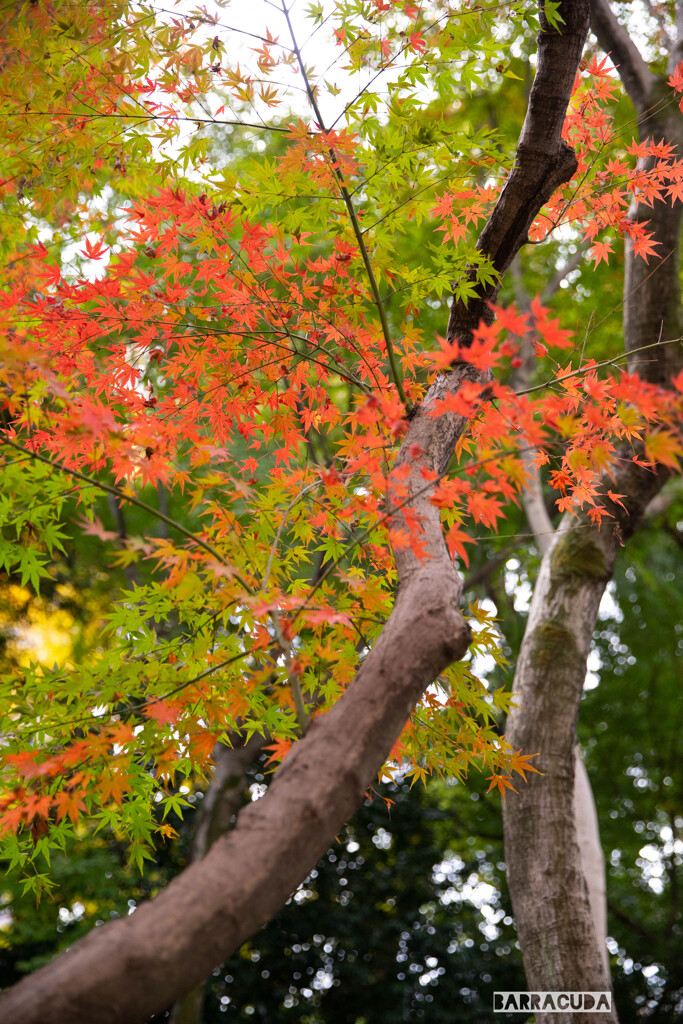 後楽園の紅葉⑥