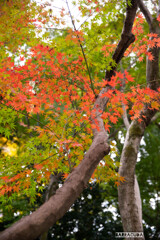 後楽園の紅葉⑥