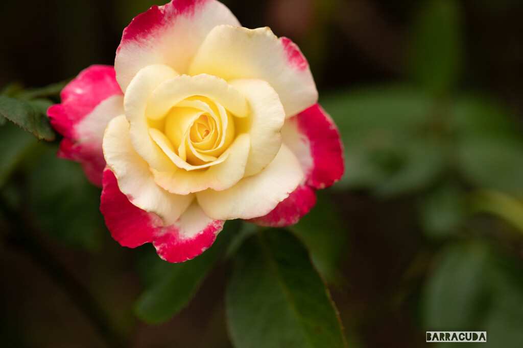 丘公園から馬車道へ（お花編）⑤