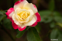 丘公園から馬車道へ（お花編）⑤