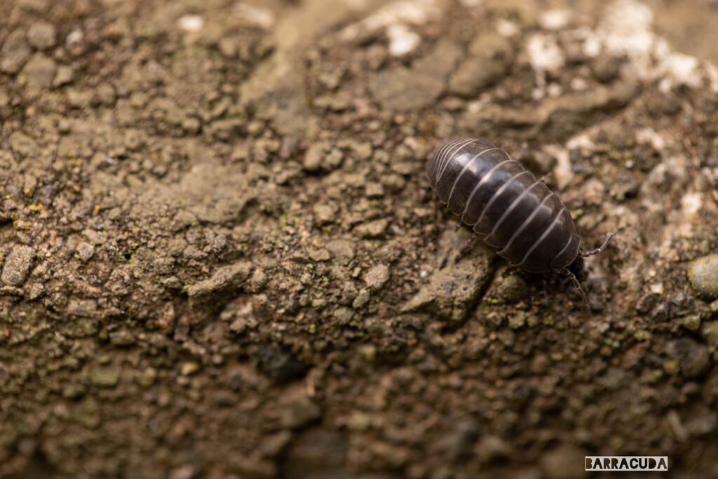 舞岡の名前は知ってそうな虫たち①