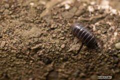 舞岡の名前は知ってそうな虫たち①