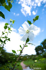 夏空に魅せられて①