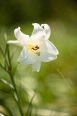 ホワイトの百合