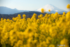 菜の花と富士③