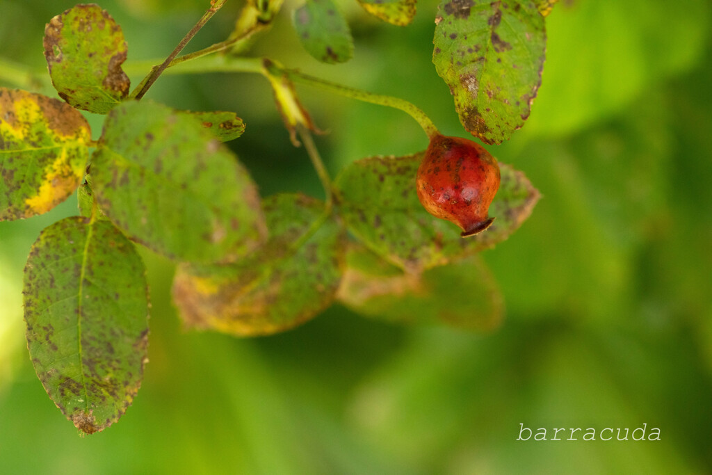 横浜こども植物園にて５