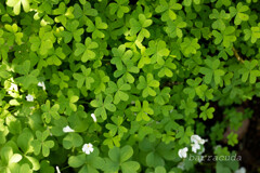 こども植物園で葉っぱの撮影④