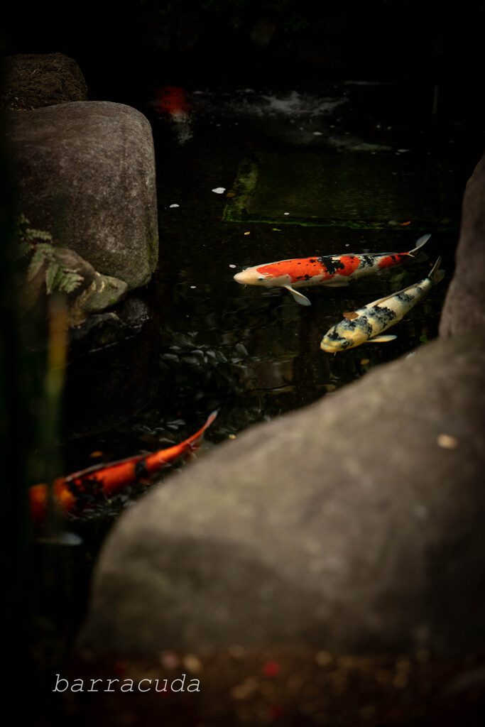 長谷寺のわすれもの①