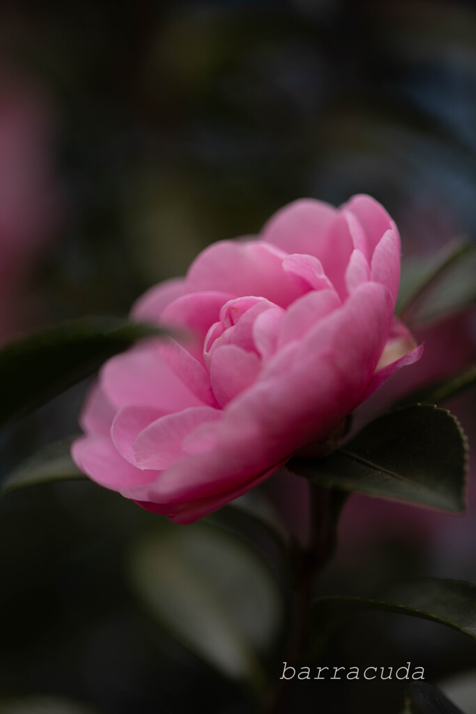 こども植物園ではやっぱりお花じゃないと②