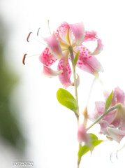 もうひとつの百合