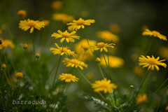 横浜こども植物園にて5