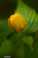 山吹シリーズ②