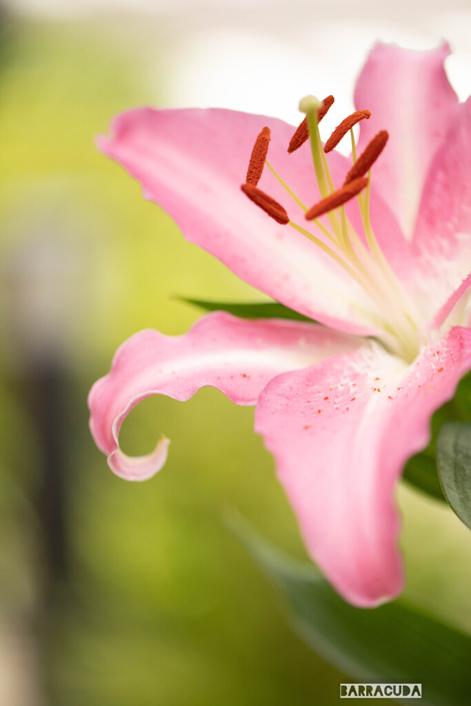 丘公園から馬車道へ（お花編）⑦