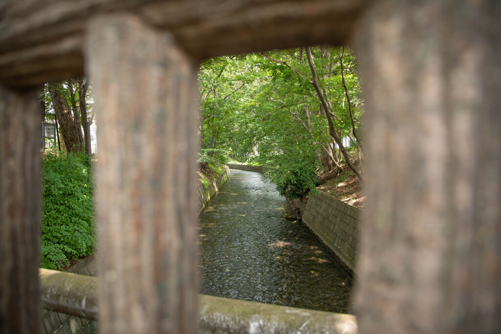玉川上水緑道シリーズ7