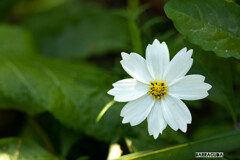 横浜イングリッシュガーデンにて⑥