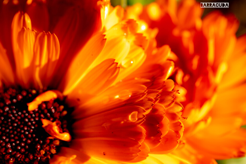 さらに薔薇じゃないけど⑤