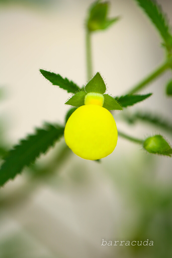 2016年2月大船にて⑤