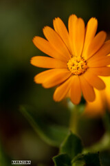 山下公園・港の見える丘公園の花シリーズ⑧