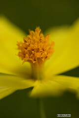 里山ガーデン⑩