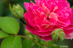 神代植物園:バラ⑤