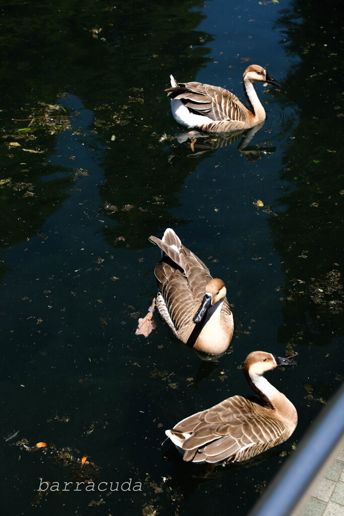 井之頭公園の巻（またしても蔵出し）⑤