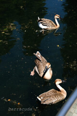井之頭公園の巻（またしても蔵出し）⑤