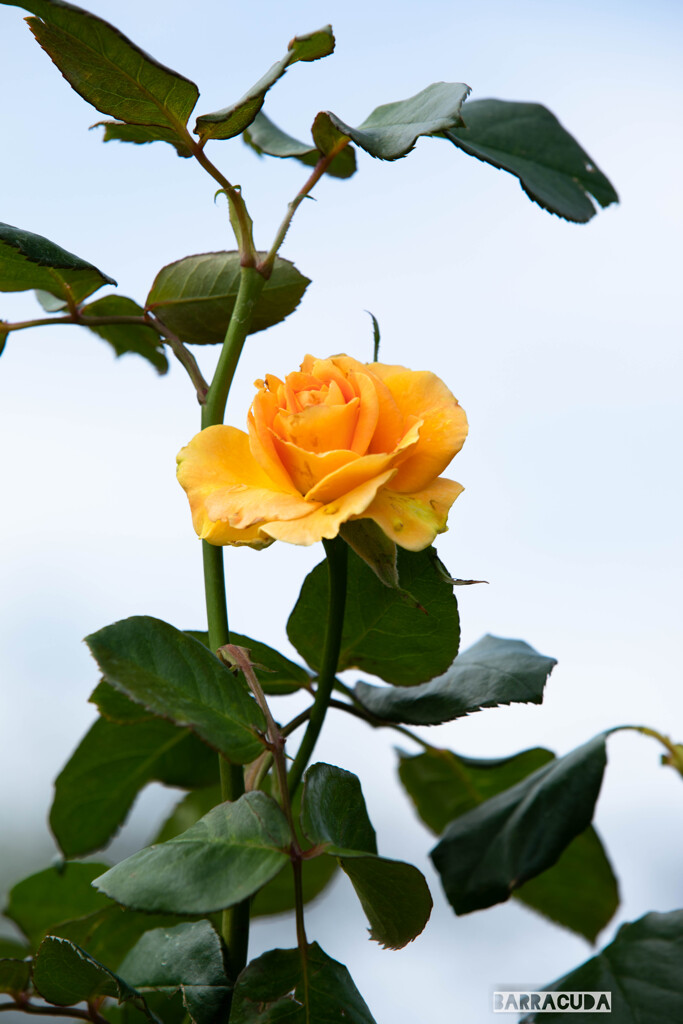 やｈり、青空には黄色！