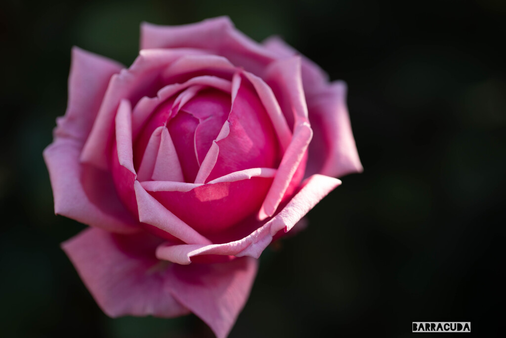 横浜イングリッシュガーデンにて⑧