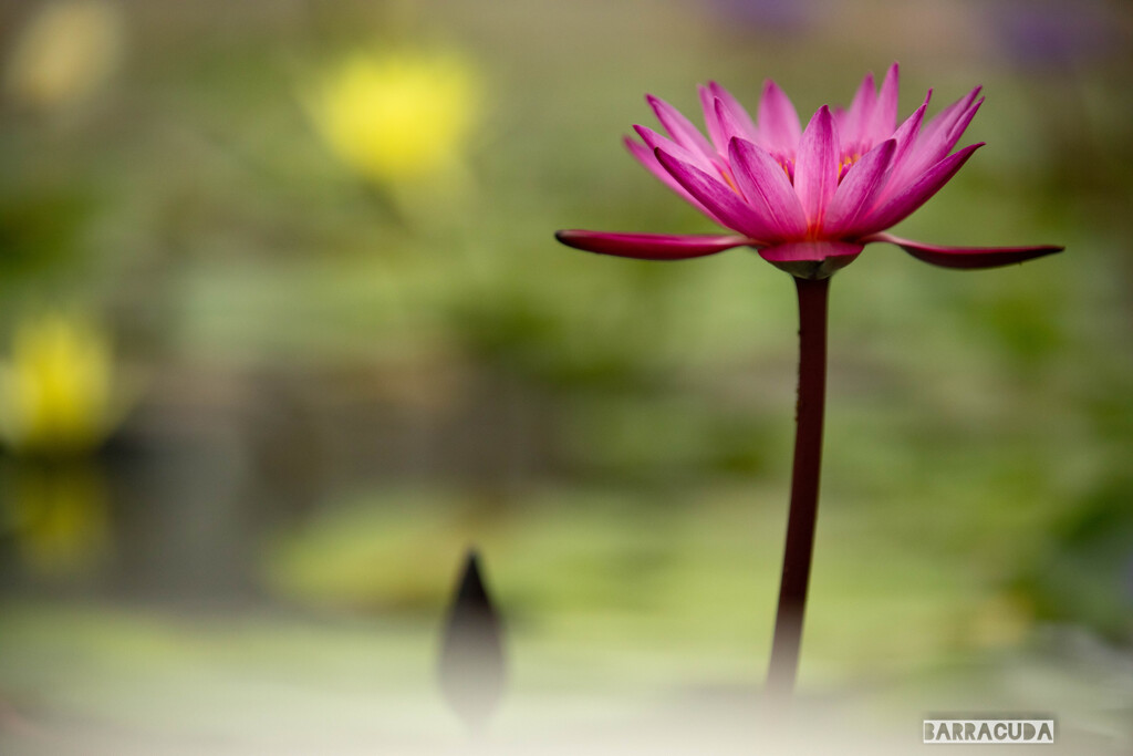 神代植物公園にて⑩