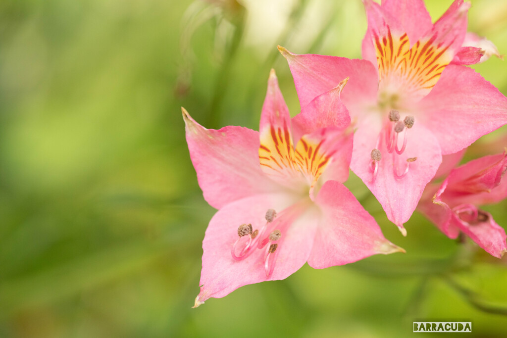 こども植物園の初夏⑨