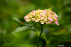 紫陽花８態⑤