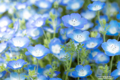 日比谷公園へ⑧