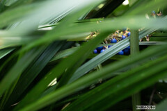 ノシランという植物です