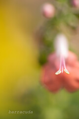 大船フラワーセンター②