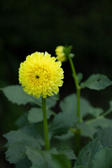 日陰のダリア園