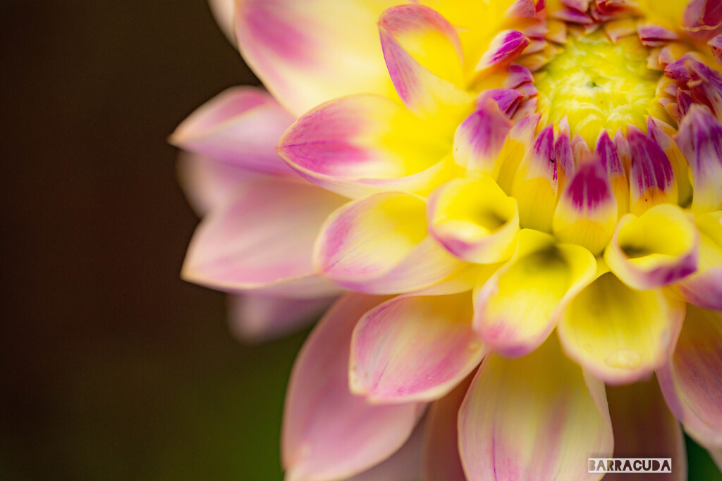 神代植物公園にて②