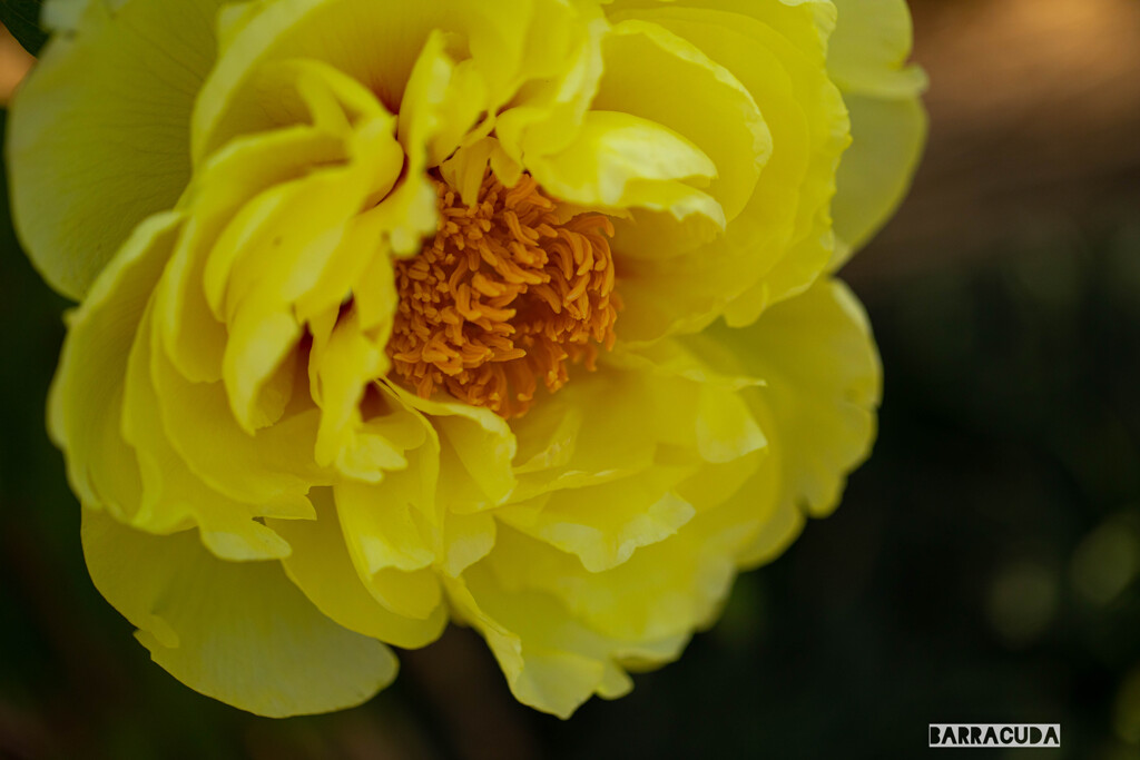 上野ぼたん苑シリーズ⑤