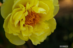 上野ぼたん苑シリーズ⑤