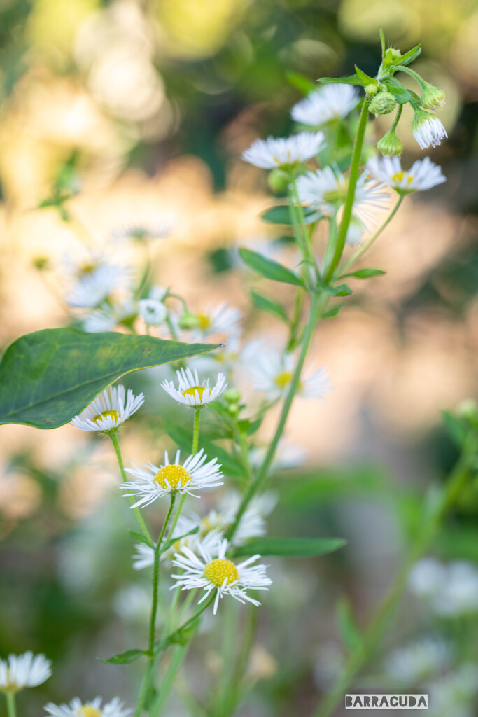 こども植物園草花シリーズ③　ヒメジョン　でしょうか？