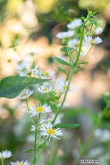 こども植物園草花シリーズ③　ヒメジョン　でしょうか？
