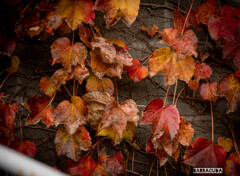 コンクリートと紅葉①