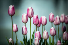 もうチューリップって咲くんでしたっけ!?③