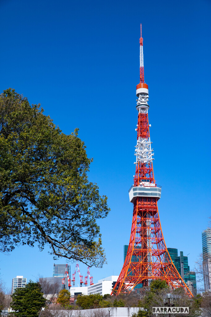 東京タワーシリーズ⑤